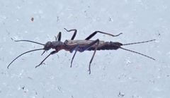 Allocapnia pygmaea