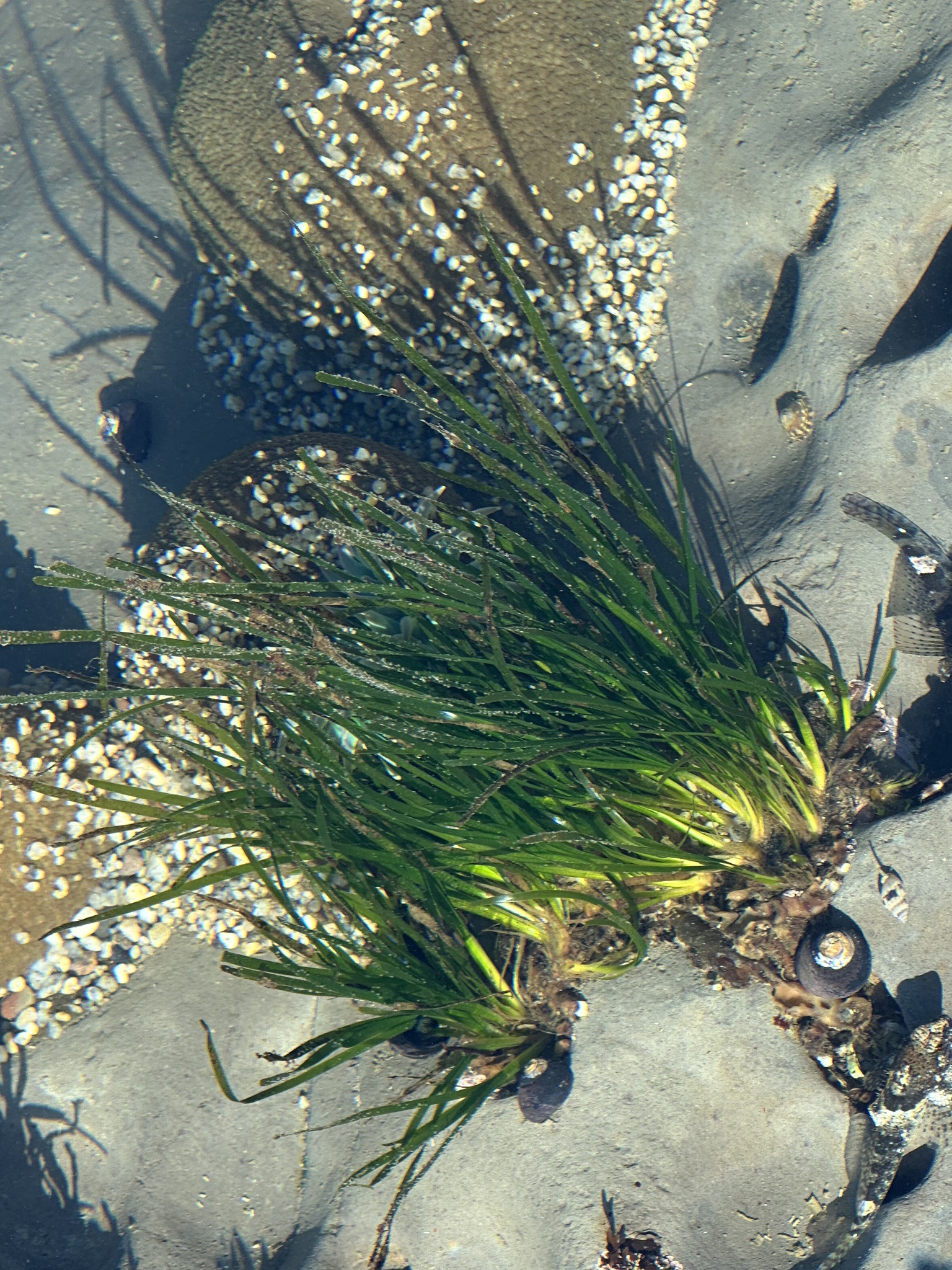 Scouler's Surfgrass (Phyllospadix scouleri)