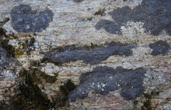 Rhizocarpon hochstetteri