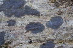 Rhizocarpon hochstetteri