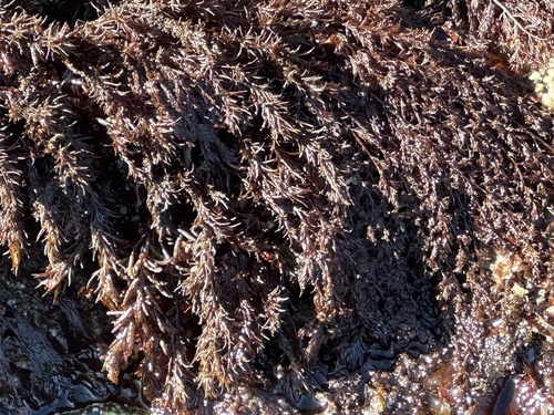 Black Pine Seaweed (Neorhodomela larix)