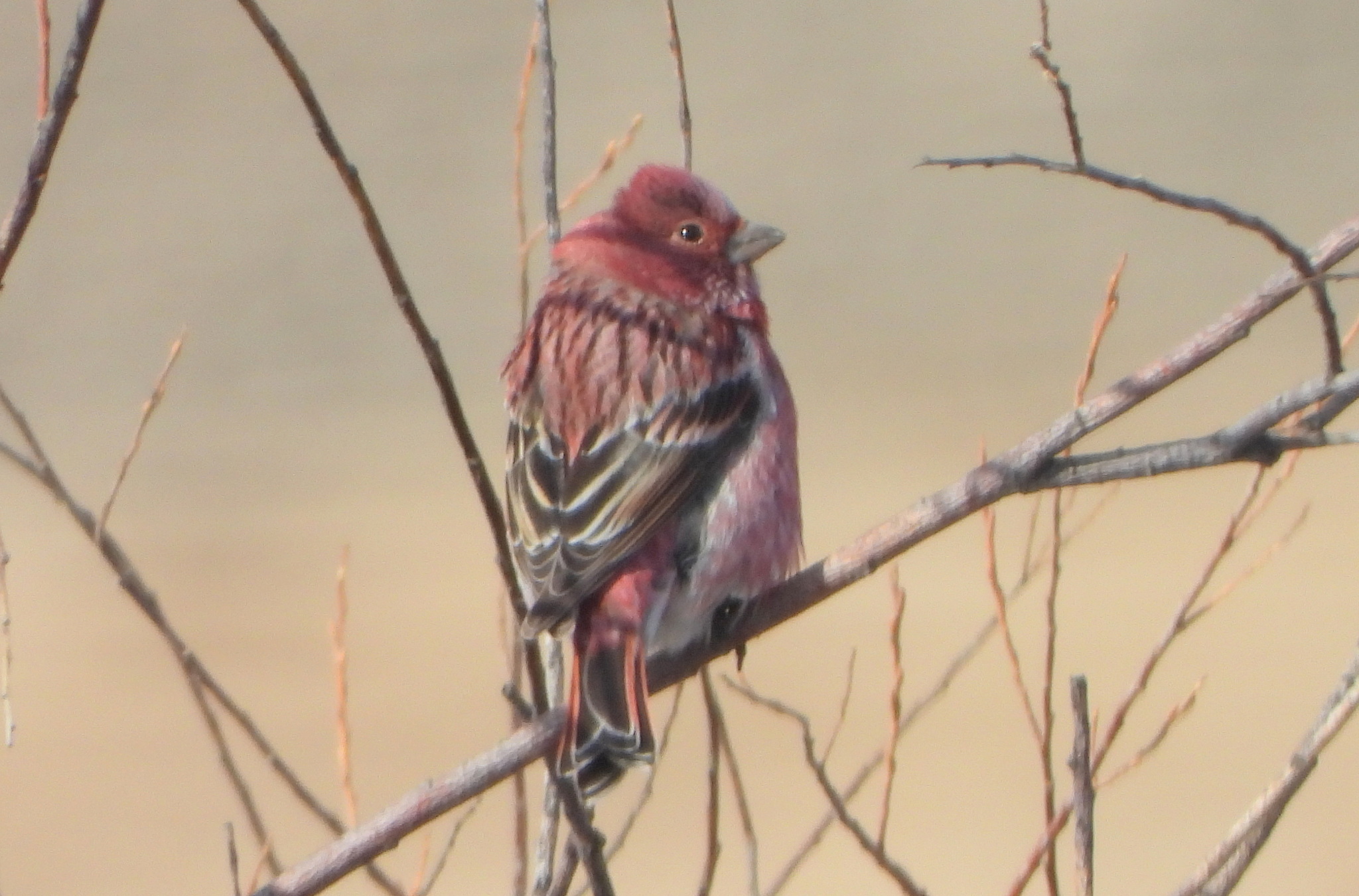 Pallas's Rosefinch (Carpodacus roseus), photo 3