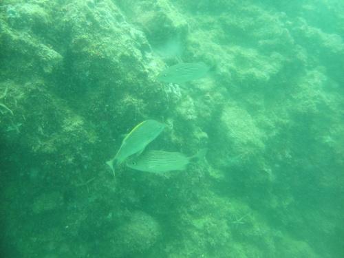 Haemulon maculicauda