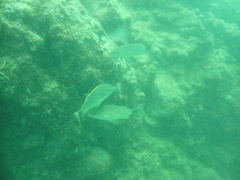 Haemulon maculicauda