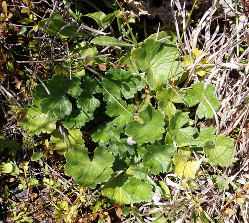 Chatham Island Geranium (Geranium traversii)