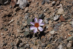 Cistanthe picta