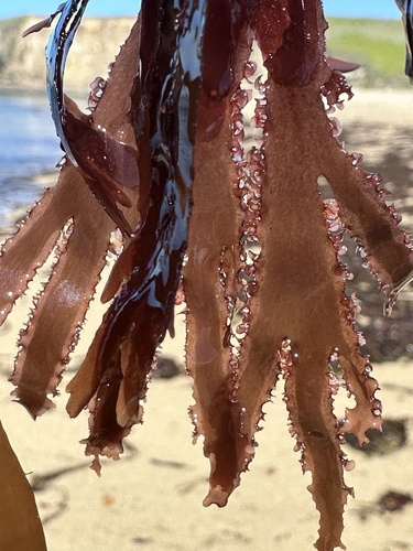 Grape Tongue (Cryptopleura ruprechtiana)