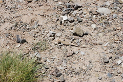 Liolaemus uspallatensis