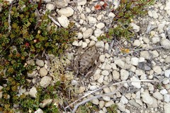 Pleurodema bufoninum