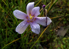 Moraea polyanthos