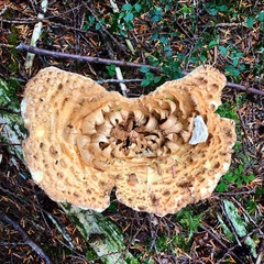 Turbinellus kauffmanii