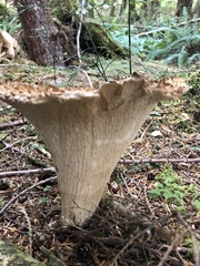 Turbinellus kauffmanii