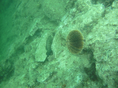 Cephalopholis panamensis