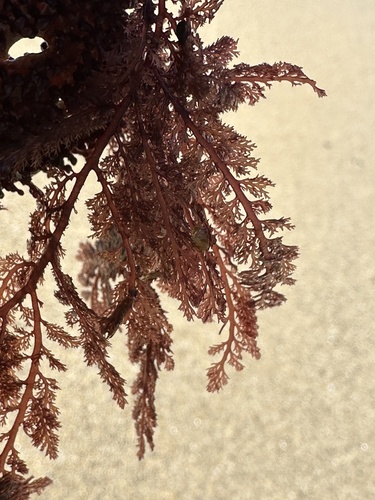 Delicate Sea Lace (Ceramothamnion coulteri)