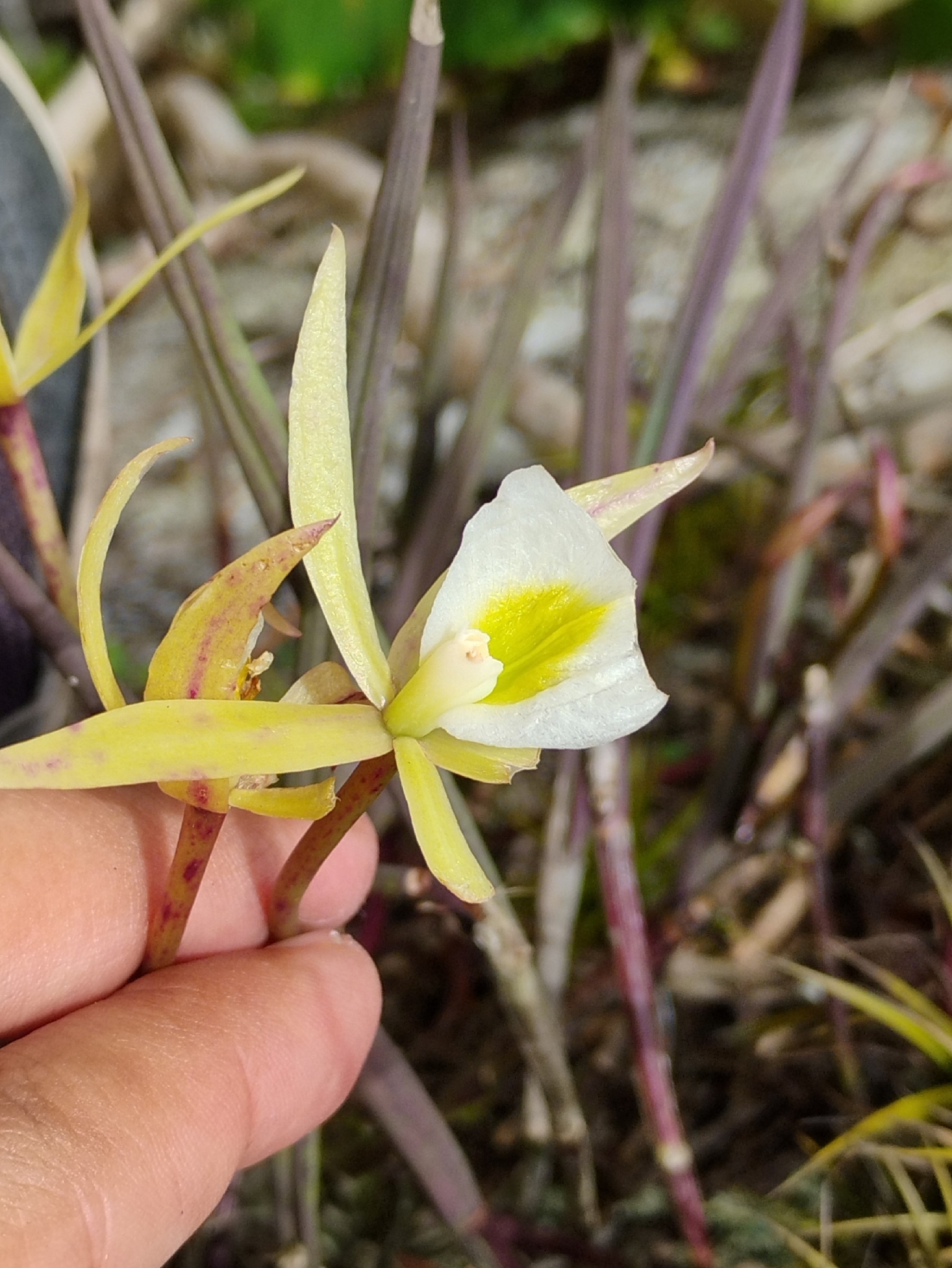 Brassavola tuberculata