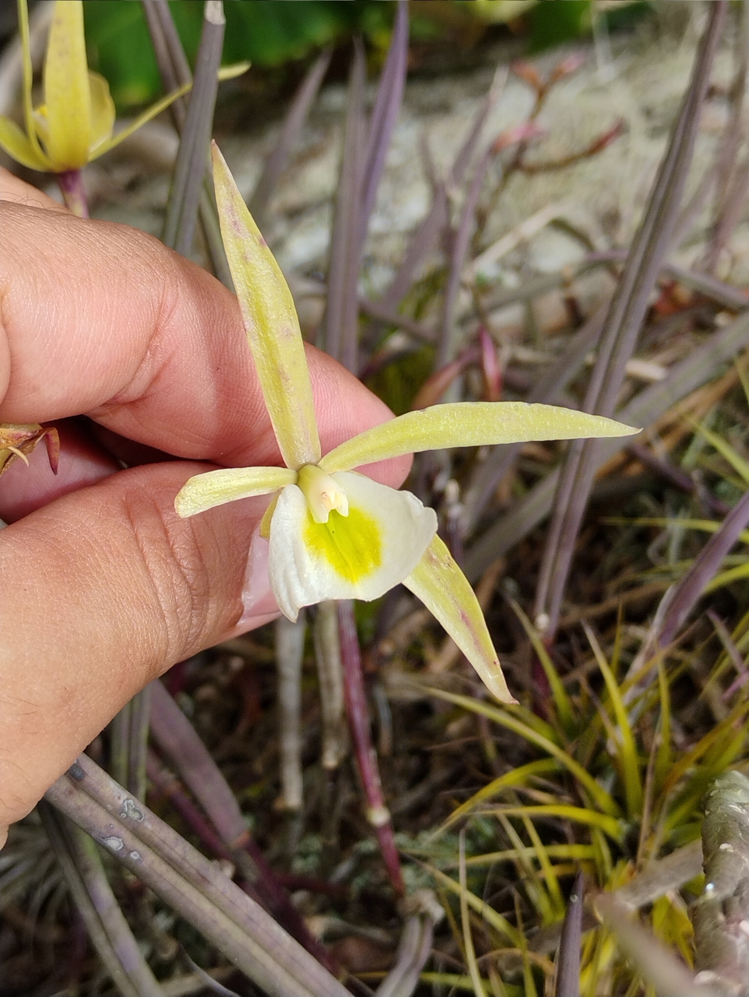 Imagem de Orquídea Cebolinha
