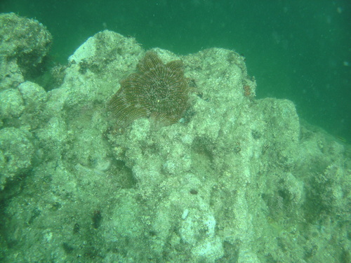 Heliaster kubiniji