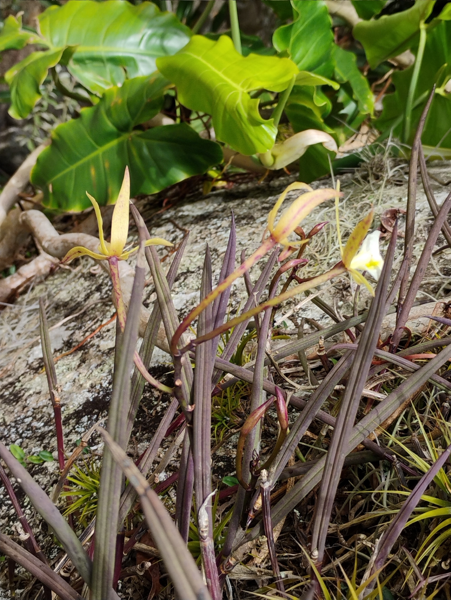 Imagem de Orquídea Cebolinha