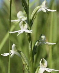 Habenaria halata