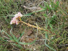 Crassula subulata subulata