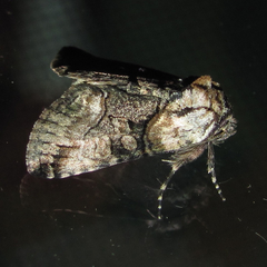 Abrostola microvalis