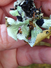 Hypogymnia enteromorpha