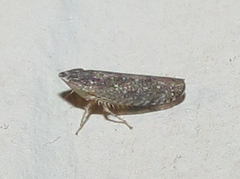 Scaphytopius frontalis