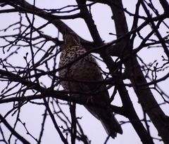 Turdus viscivorus