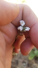 Cryptantha muricata