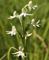Habenaria halata