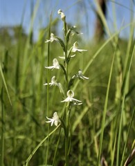 Habenaria halata