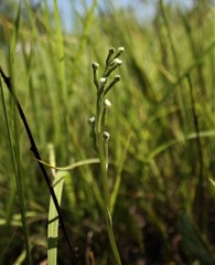 Habenaria halata