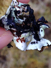 Hypogymnia enteromorpha