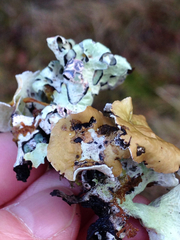 Hypogymnia enteromorpha