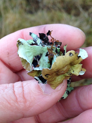 Hypogymnia enteromorpha