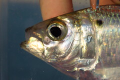 Atlantic Thread Herring photo 2