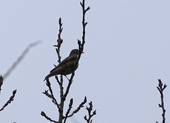 Turdus viscivorus