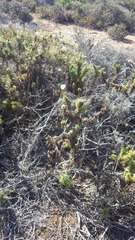 Plectocephalus chilensis