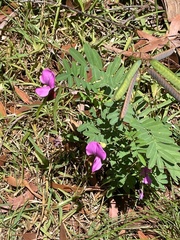 (c) lander1950, some rights reserved (CC BY) Tephrosia grandiflora, photograph (c) lander1950, some rights reserved (CC BY)