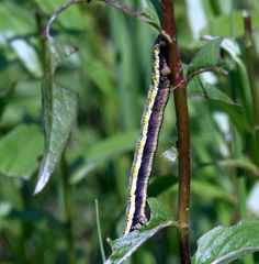 Lycia zonaria