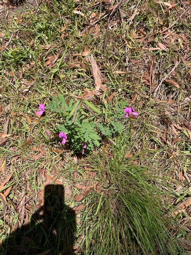 Tephrosia grandiflora, photograph 4