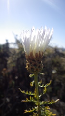 Plectocephalus chilensis