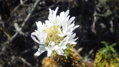 Plectocephalus chilensis