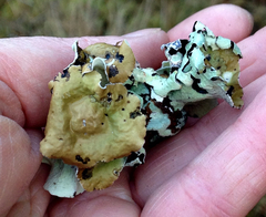 Hypogymnia enteromorpha