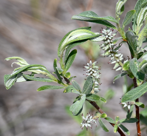 Sage-leaf willow (Salix candida)