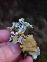 Hypogymnia enteromorpha