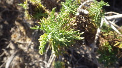 Plectocephalus chilensis