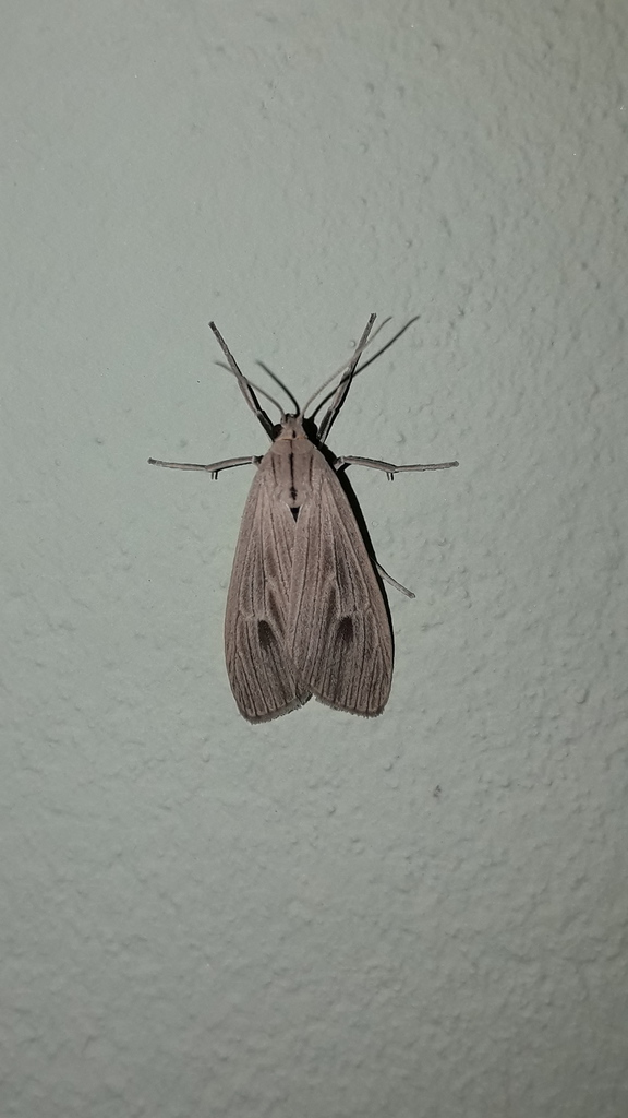 Agaraea nigrostriata