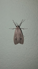 Agaraea nigrostriata