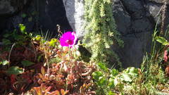 Cistanthe grandiflora